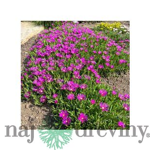 Poludňovka fialová v črepníku 15/20 cm Delosperma cooperi