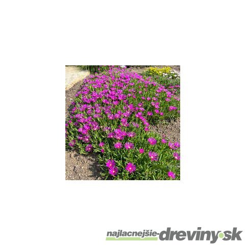 Poludňovka fialová v črepníku 15/20 cm Delosperma cooperi
