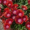 Poludňovka “ Red Mountain “, výška 15/20 cm, v črepníku Delosperma Red Mountain