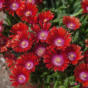 Poludňovka “ Red Mountain “, výška 15/20 cm, v črepníku Delosperma Red Mountain