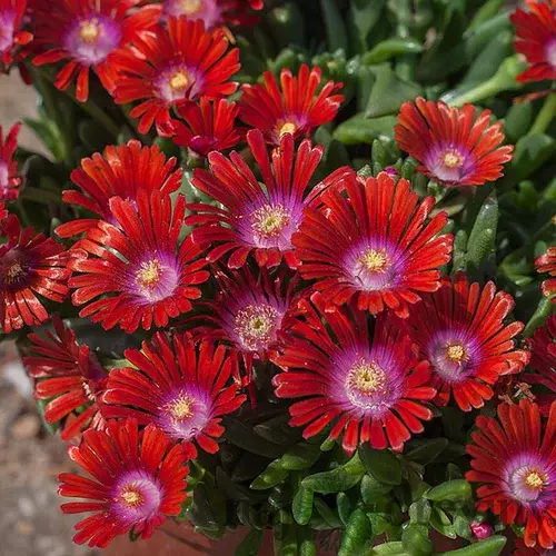 Poludňovka “ Red Mountain “, výška 15/20 cm, v črepníku Delosperma Red Mountain