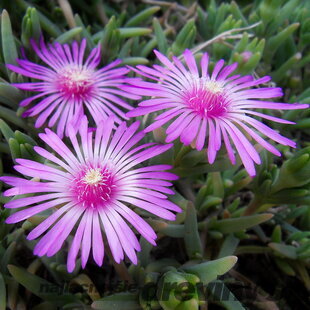 Poludňovka Sumdella Neon, výška 10/15 cm, v črepníku Delosperma cooperi Sumdella Neon