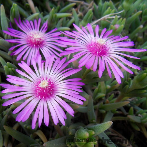 Poludňovka Sumdella Neon, výška 10/15 cm, v črepníku Delosperma cooperi Sumdella Neon