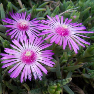 Poludňovka Sumdella Neon, výška 10/15 cm, v črepníku Delosperma cooperi Sumdella Neon