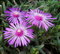 Poludňovka Sumdella Neon, výška 10/15 cm, v črepníku Delosperma cooperi Sumdella Neon