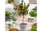 Pomaranč - pomarančovník, už rodiaci, štepený, na kmienku 100/120 cm, v črepníku 3l Citrus sinensis