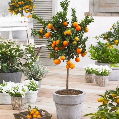 Pomaranč - pomarančovník, už rodiaci, štepený, na kmienku 100/120 cm, v črepníku 3l Citrus sinensis