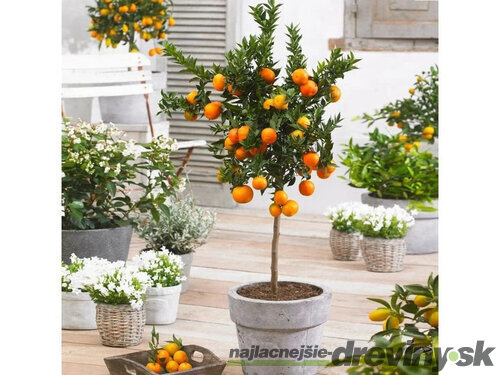 Pomaranč - pomarančovník, už rodiaci, štepený, na kmienku 100/120 cm, v črepníku 3l Citrus sinensis