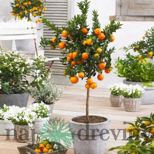 Pomaranč - pomarančovník, už rodiaci, štepený, na kmienku 100/120 cm, v črepníku 3l Citrus sinensis