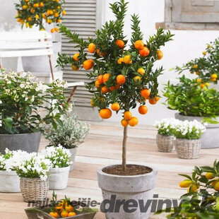 Pomaranč - pomarančovník, už rodiaci, štepený, na kmienku 100/120 cm, v črepníku 3l Citrus sinensis