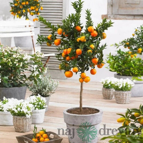 Pomaranč - pomarančovník, už rodiaci, štepený, na kmienku 100/120 cm, v črepníku 3l Citrus sinensis