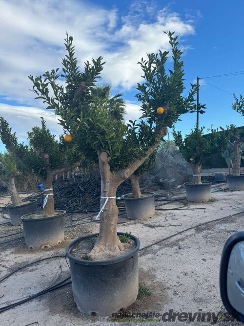 Pomarančovník ‘Washington Navel‘-pomaranč XXL bohato rodiaci 20 ročný v črepníku 100l Citrus sinensis