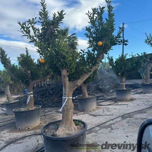Pomarančovník ‘Washington Navel‘-pomaranč XXL bohato rodiaci 20 ročný v črepníku 100l Citrus sinensis