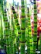Prasličkovka zimná Robustum Equisetum heyemale var. Robustum