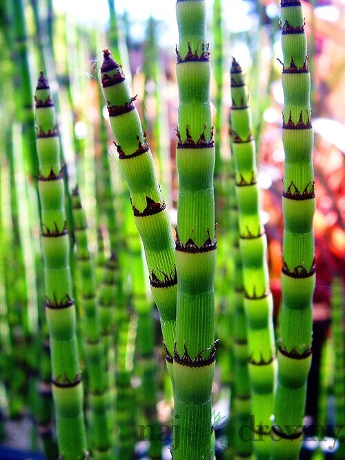 Prasličkovka zimná Robustum Equisetum heyemale var. Robustum