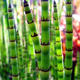 Prasličkovka zimná Robustum Equisetum heyemale var. Robustum