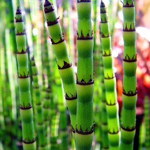 Prasličkovka zimná Robustum Equisetum heyemale var. Robustum
