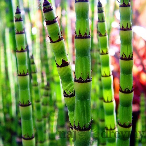 Prasličkovka zimná Robustum Equisetum heyemale var. Robustum
