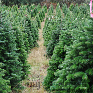 Predobjednávka Jedľa nordmannova 150/175 cm, Natural, rezaná Abies nordmanniana