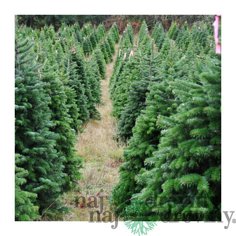 Predobjednávka Jedľa nordmannova 150/175 cm, Natural, rezaná Abies nordmanniana