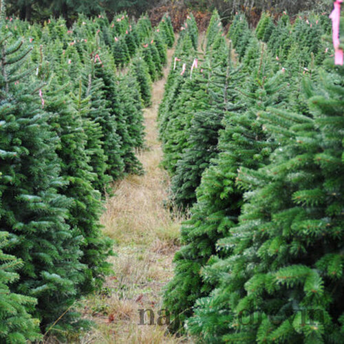 Predobjednávka Jedľa nordmannova (tzv. kaukazská) 180/200 cm Premium, rezaná Abies nordmanniana