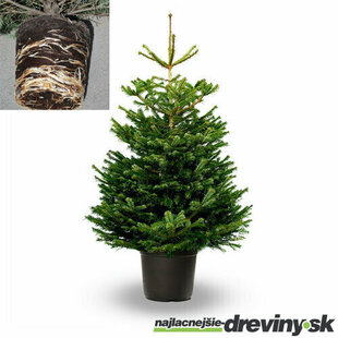 Predobjednávka STANDARD Jedľa nordmannova, 125/150 cm, výška s črepníkom 140/180 cm, v črepníku 10l Abies nordmanniana