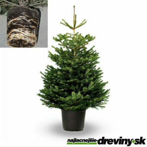 PREMIUM Jedľa nordmannova, 100/120 cm, výška s črepníkom 120/140 cm, v črepníku 10l Abies nordmanniana