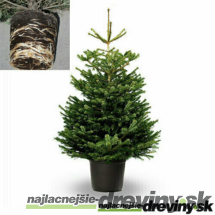 PREMIUM Jedľa nordmannova, 100/120 cm, výška s črepníkom 120/140 cm, v črepníku 10l Abies nordmanniana