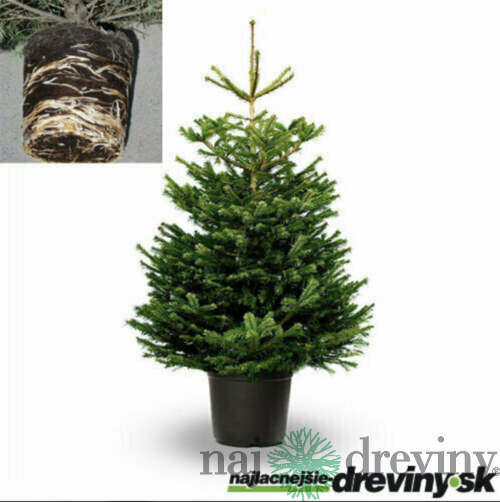 PREMIUM Jedľa nordmannova, 125/150 cm, výška s črepníkom 140/180 cm, v črepníku 10l Abies nordmanniana