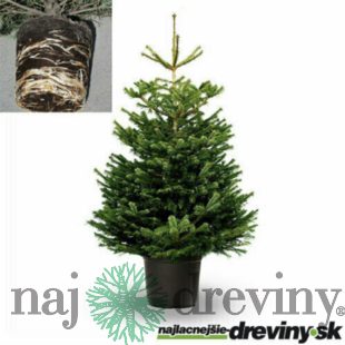 PREMIUM Jedľa nordmannova, 125/150 cm, výška s črepníkom 140/180 cm, v črepníku 10l Abies nordmanniana