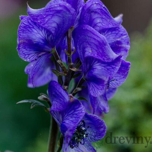 Prilbica Napellus, výška 10/15 cm, v črepníku P9 Aconitum henryi Napellus