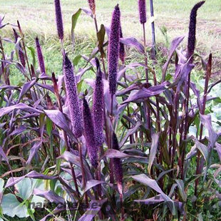 Proso perlové Redbraun, výška 10/15 cm, v črepníku P9 Pennisetum gleucum RedBraun