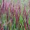Proso prutnaté ‘Heiliger Hain‘ 30/40 cm v črepníku 2l Panicum virgatum ‘Heiliger Hain‘