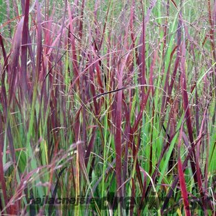 Proso prutnaté ‘Heiliger Hain‘ 30/40 cm v črepníku 2l Panicum virgatum ‘Heiliger Hain‘