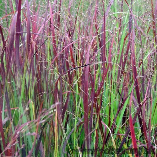 Proso prutnaté ‘Heiliger Hain‘ 30/40 cm v črepníku 2l Panicum virgatum ‘Heiliger Hain‘