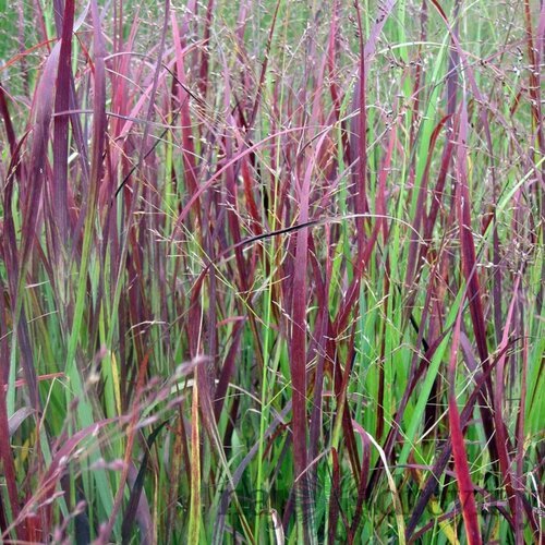 Proso prutnaté ‘Heiliger Hain‘ 40/60 cm v črepníku 2l Panicum virgatum ‘Heiliger Hain‘