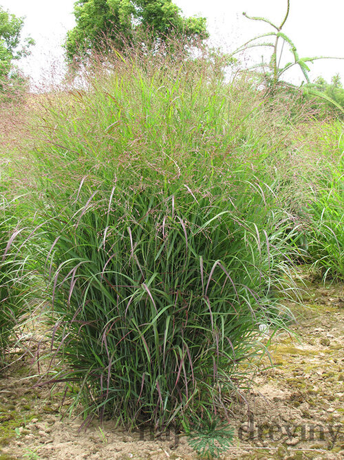 Proso prutnaté Prairie Sky ‘ 30/40 cm v črepníku 2l Panicum virgatum ‘Prairie Sky‘