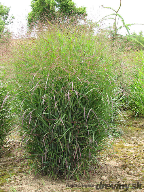 Proso prutnaté Prairie Sky ‘ 30/40 cm v črepníku 2l Panicum virgatum ‘Prairie Sky‘