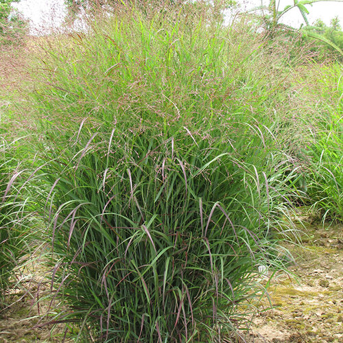 Proso prutnaté Prairie Sky ‘ 30/40 cm v črepníku 2l Panicum virgatum ‘Prairie Sky‘