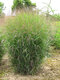 Proso prutnaté Prairie Sky ‘ 30/40 cm v črepníku 2l Panicum virgatum ‘Prairie Sky‘