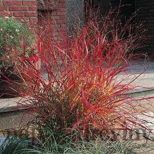Proso prútnaté ‘Rehbraun‘ 30/40 cm v črepníku 2l Panicum virgatum ‘Rehbraun‘