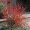 Proso prútnaté ‘Rehbraun‘ 30/40 cm v črepníku 2l Panicum virgatum ‘Rehbraun‘