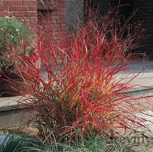 Proso prútnaté ‘Rehbraun‘ 30/40 cm v črepníku 2l Panicum virgatum ‘Rehbraun‘
