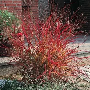 Proso prútnaté ‘Rehbraun‘ 30/40 cm v črepníku 2l Panicum virgatum ‘Rehbraun‘