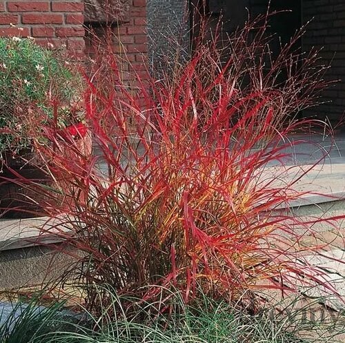 Proso prútnaté ‘Rehbraun‘ 30/40 cm v črepníku 2l Panicum virgatum ‘Rehbraun‘