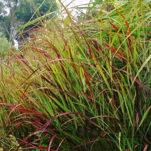Proso prútnaté ‘Rotstrahlbusch‘ 30/40 cm v črepníku 2l Panicum virgatum ‘Rotstrahlbusch‘