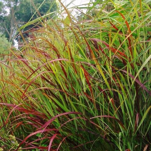 Proso prútnaté ‘Rotstrahlbusch‘ 30/40 cm v črepníku 2l Panicum virgatum ‘Rotstrahlbusch‘