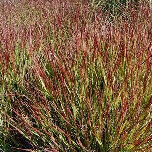 Proso prútnaté ‘Squaw‘ 30/40 cm v črepníku 2l Panicum virgatum ‘Squaw‘