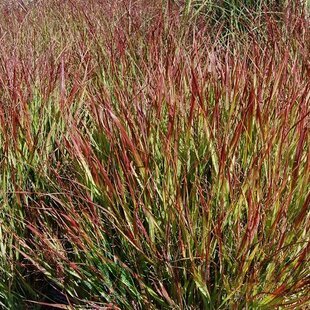 Proso prútnaté ‘Squaw‘ 30/40 cm v črepníku 2l Panicum virgatum ‘Squaw‘