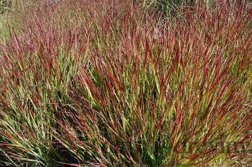 Proso prútnaté ‘Squaw‘ 30/40 cm v črepníku 2l Panicum virgatum ‘Squaw‘